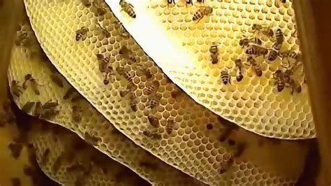 五行屬水的飾品 蜜蜂在家筑巢